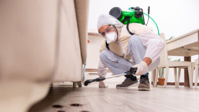 Dubai Pest Control Management: A Complete Guide and Cost Estimate